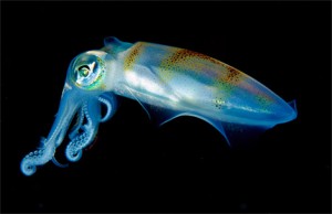 translucent squid